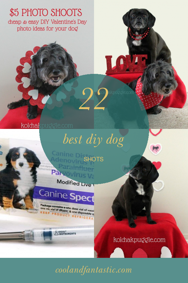 22 Best Diy Dog Shots Home, Family, Style and Art Ideas